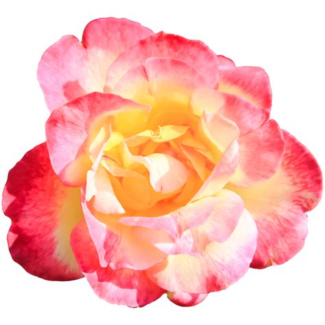 Sweet Pink Rose Flower Closeup 9414465 Png