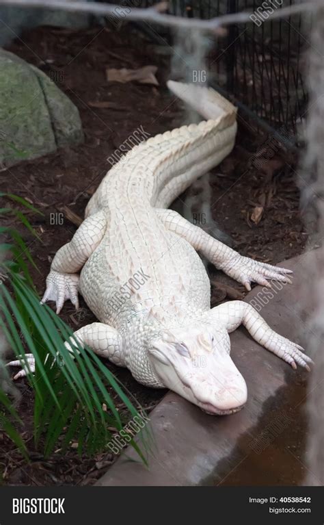 Albino Alligator - Image & Photo (Free Trial) | Bigstock