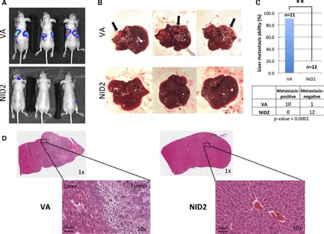 Nid Significantly Suppresses Cancer Metastasis In Vivo A