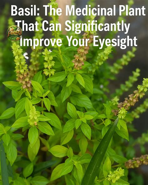 Basil: The Medicinal Plant That Can Significantly Improve Your Eyesight