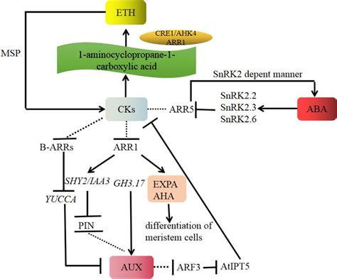 A Putative Interplay Between Cytokinins Cks Abscisic Acid Aba Download Scientific Diagram