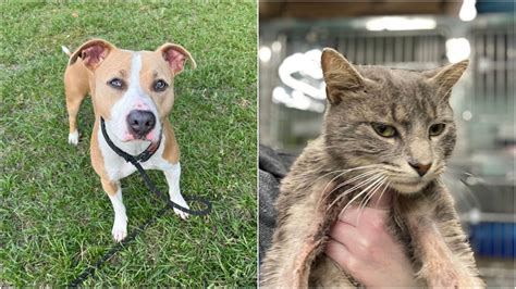 Tampa Bay Area Pets Available For Adoption