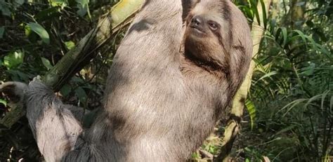 Pregui A Gigante Encontrada Em Parque No Rio De Janeiro Veja V Deo