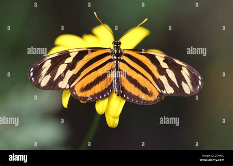 Tiger Longwing Butterfly Heliconius Ismenius Also Called The Ismenius