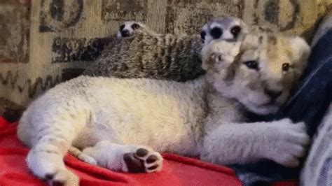 Animal Friendship GIF - Find & Share on GIPHY