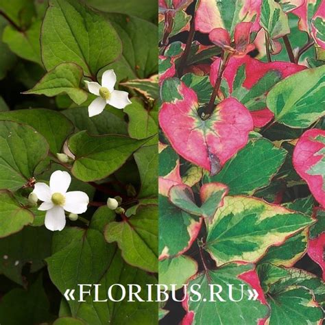 Цветок хауттюйния сердцевидная хамелеон: фото, выращивание от посадки ...