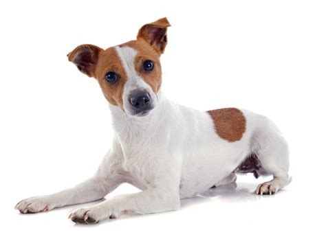 What Is The Ideal Weight For A Jack Russell Terrier