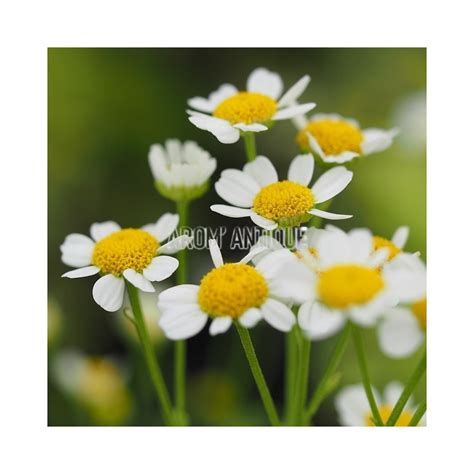 Camomille Dor E Bio Tanacetum Parthenium Aureum Arom Antique