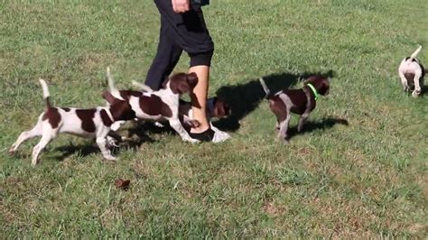 German Shorthaired Pointer Puppies For Sale Youtube