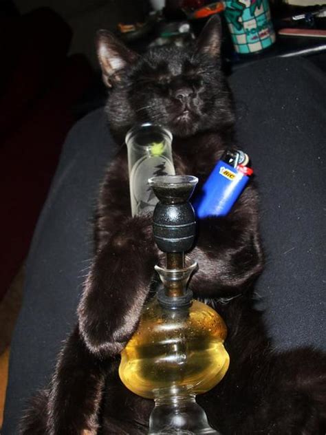 Stoner Cat My Cat Neitzsche Smoking Up All My Weed And Sh