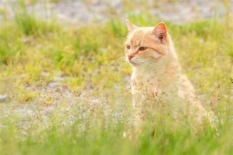 Hierba Gato Rojo Bozal Fondo De Pantalla Hd Wallpaperbetter