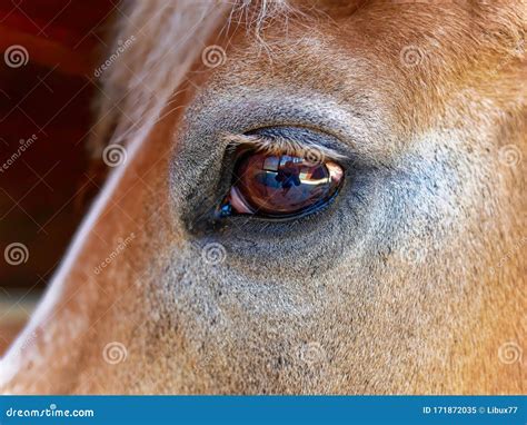 Eye of a horse closeup stock image. Image of equine - 171872035