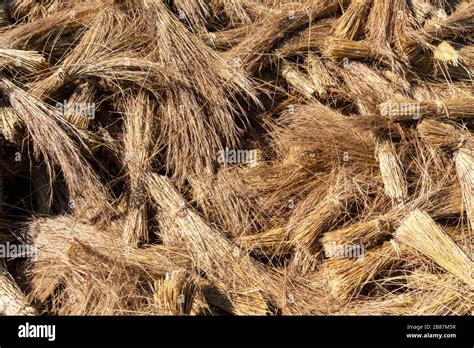 thatch thatched thatching high resolution stock photography  images