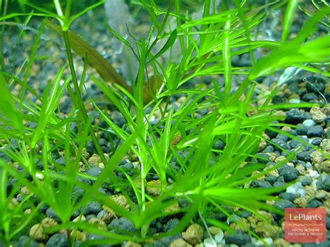 Наяда травянистая (Najas graminea) — описание, выращивание, фото | на ...