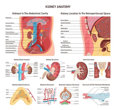 Quantos Rins Nos Temos - Conjunto de anatomia dos rins Localização da estrutura do órgão do ...