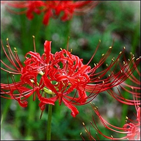 Buy Floriculture Greens Lycoris Lily Spider Lily Bulbs For Home ...