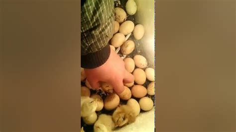 Инкубатор из пенопласта# - YouTube