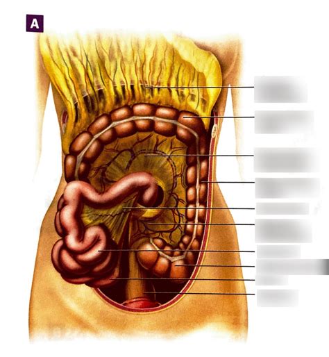 Unit 24 Figure 24 7A Diagram Quizlet