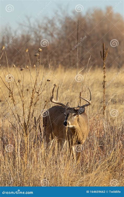 Whitetail Buck in the Fall Rut Stock Photo - Image of colorado, animal ...