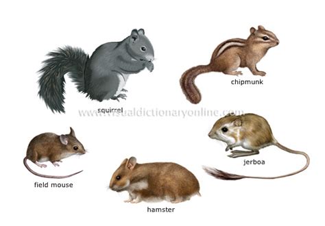 ANIMAL KINGDOM :: RODENTS AND LAGOMORPHS :: EXAMPLES OF RODENTS [1 ...