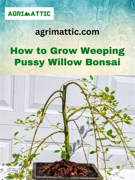 Weeping Pussy Willow Bonsai Agrimattic