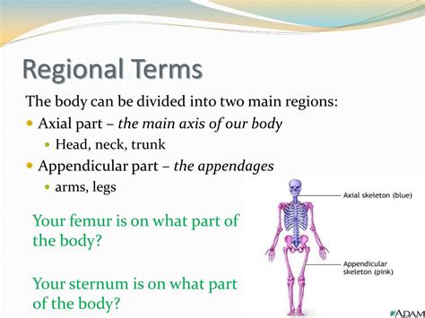 Ppt Body Organization Directional Terms Regions Sections Planes