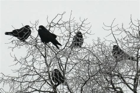 Where Do Crows Nest? Explained