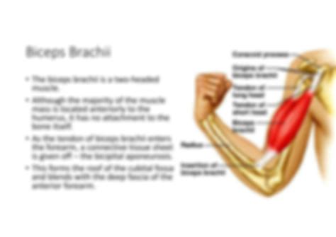 SOLUTION Muscles Of The Upper Arm Studypool