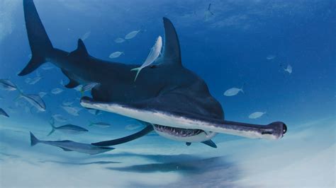 Sharks are not the problem – we are | The Invading Sea