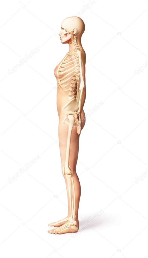 Naked Woman Body Side View With Bone Skeleton Stock Photo Pixelchaos 25638427