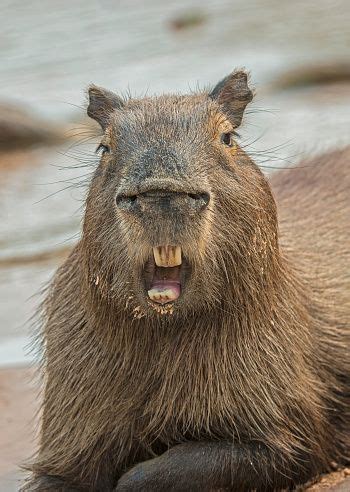 a capybara laying on the beach with its mouth open