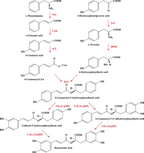 Summary Of The Biosynthetic Pathways For Rosmarinic Acid In Coleus