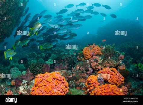 School Of Yellow Tangs Hi Res Stock Photography And Images Alamy