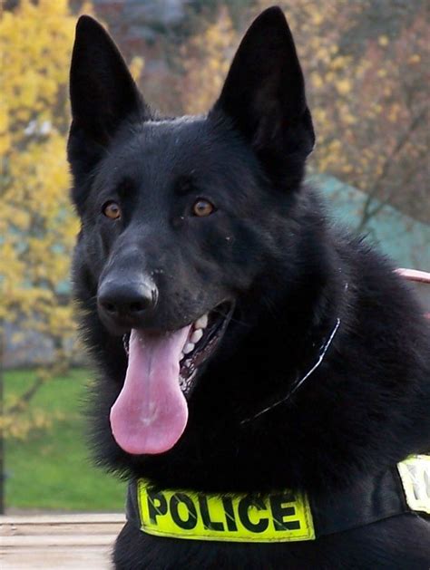 German Shepherd Police Dog Breeds