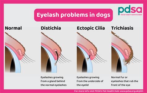 Distichiasis Dog