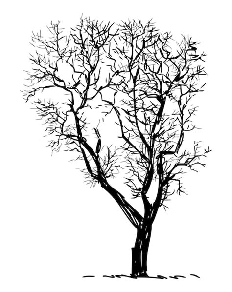 Silueta de árbol caducifolio desnudo dibujo vectorial estacional