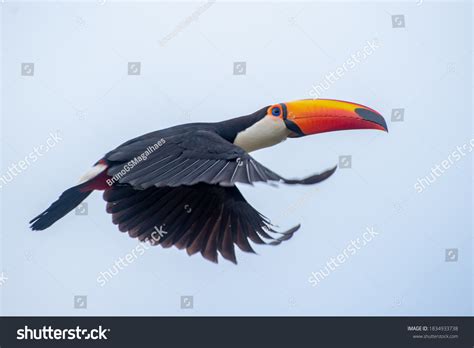 3,951 Toucan flying Images, Stock Photos & Vectors | Shutterstock