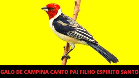 GALO DE CAMPINA CANTO PAI FILHO ESPIRITO SANTO NA NATUREZA YouTube