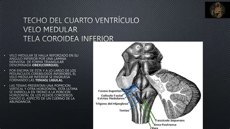 6 Cuarto Ventrículo Estrucutura Anatomica Pptx