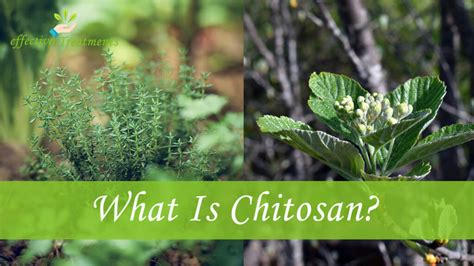 Top 5 Chitosan Health Benefits (That'll Change Your Health)