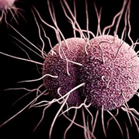 The Invincible Std Gonorrhea May Soon Be Untreatable Britain’s Chief Medic Warns South China