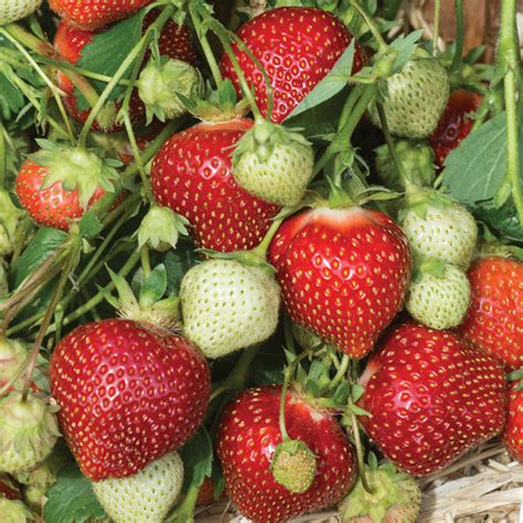 Strawberry Galletta June Bearing Vermont Bean