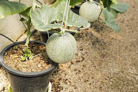 How To Grow Cantaloupe In Containers Gardeners Path