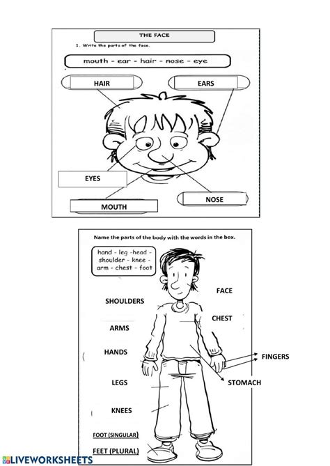 My Body Ficha De English As A Second Language ESL Fichas