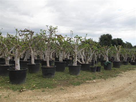 Fichi E Alberi Di Fico Alberi Di Grandi Dimensioni Planeta SRL