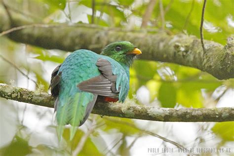 Mis Fotos De Aves Pharomachrus Fulgidus Quetzal Fúlgido White Tipped