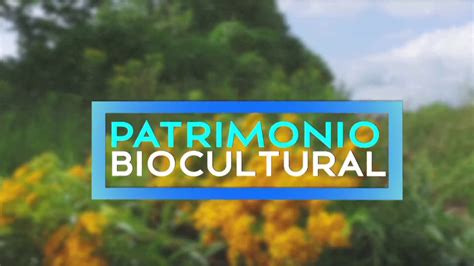 Descubre La Rica Práctica Biocultural En Comunidades Indígenas