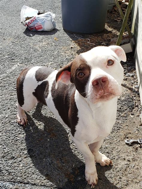 These two are looking for... - City of Easton Lost/found Dogs