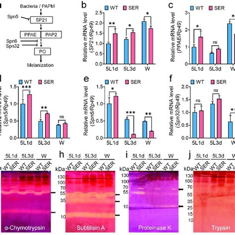 Changes In Transcription Levels Of Genes Related To The Serine Protease