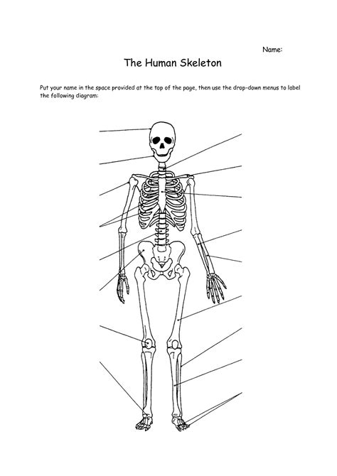 Human Skeletal System Worksheet